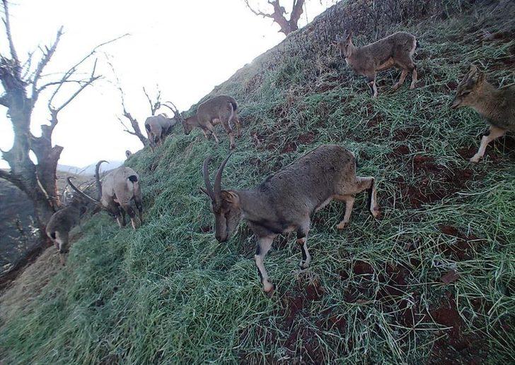 Tunceli’de yaban keçileri sürü halinde foto kapanla görüntülendi G3