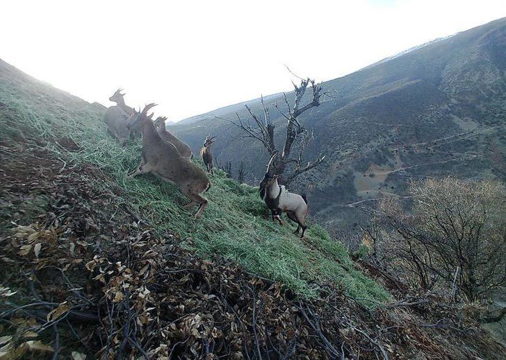 Tunceli’de yaban keçileri sürü halinde foto kapanla görüntülendi G4