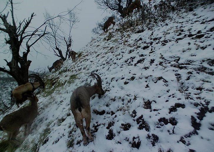 Tunceli’de yaban keçileri sürü halinde foto kapanla görüntülendi G5