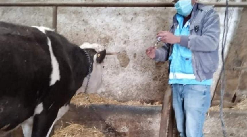 İl&ccedil;e merkezi ve k&ouml;ylerde &rsquo;&rsquo;Şap&rsquo;&rsquo; aşısı kampanyası