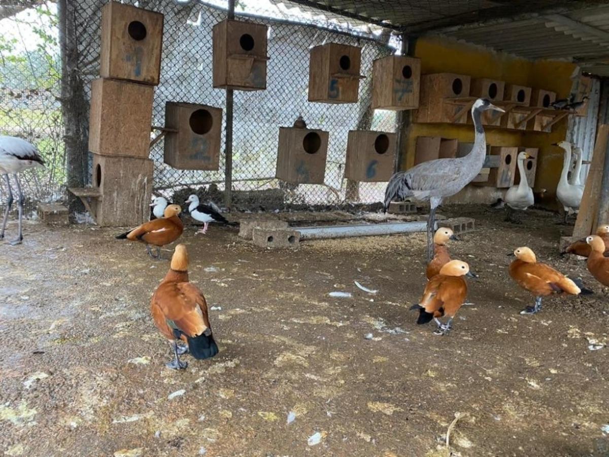 İstanbul&rsquo;da &lsquo;ka&ccedil;ak kuş&rsquo; operasyonu: 185 canlı hayvan ele ge&ccedil;irildi