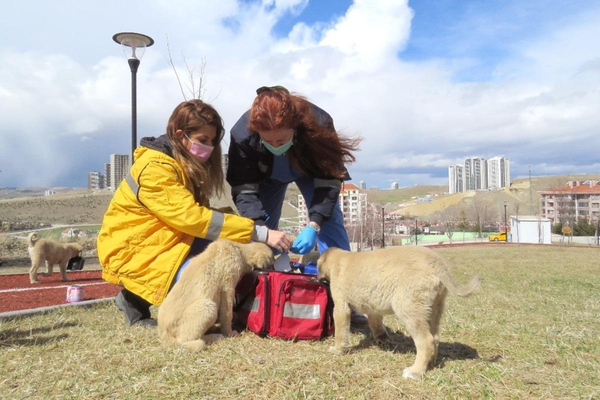 &Ccedil;ankaya aşılama ekibi sahada