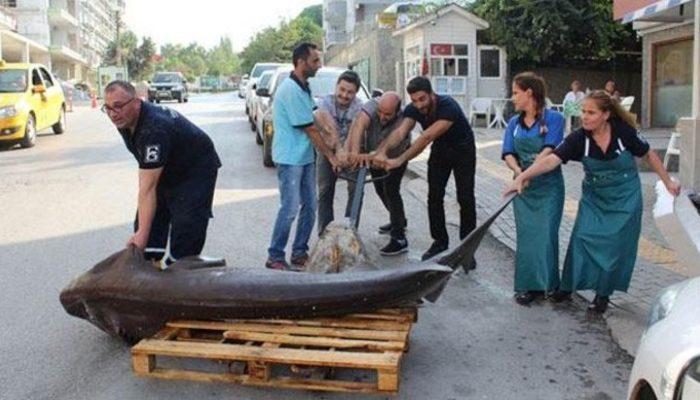 İstanbul'da kanser hastalarına ücretsiz köpek balığı eti Yaşam Haberleri