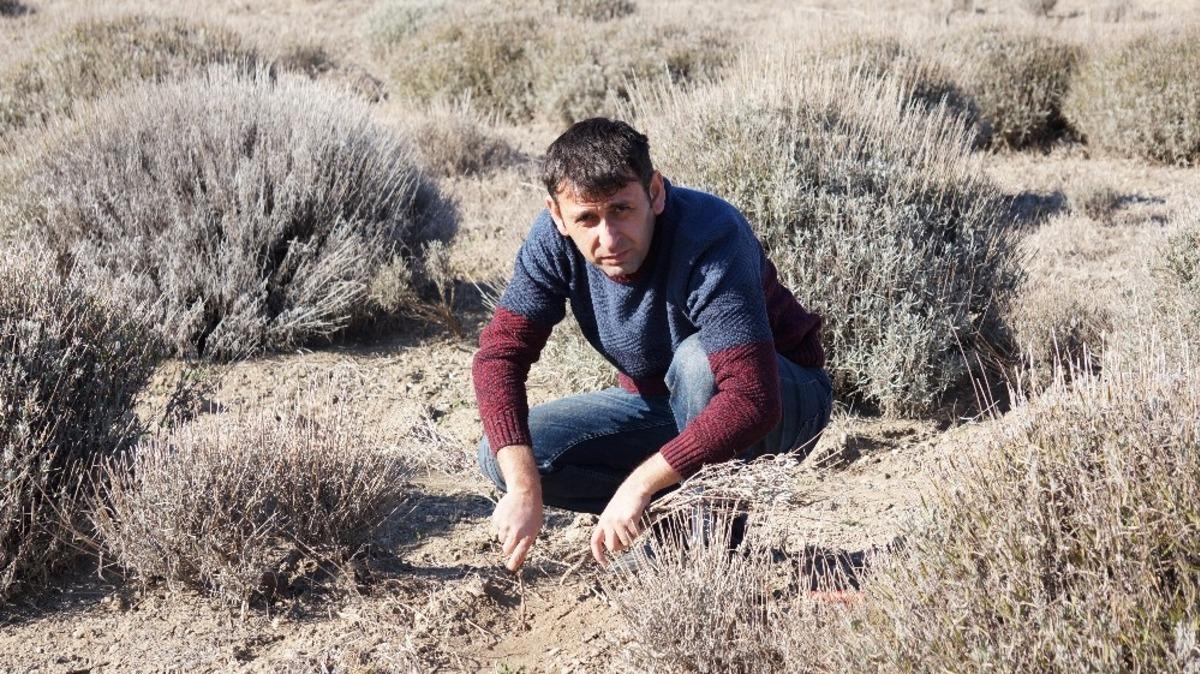 &lsquo;Mor deniz&rsquo; lavanta da bahar bakımı zamanı