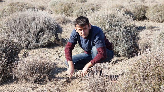 ‘Mor deniz’ lavanta da bahar bakımı zamanı