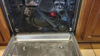 ABD’de eve giren rakun, bulaşık makinesinde uyurken yakalandı