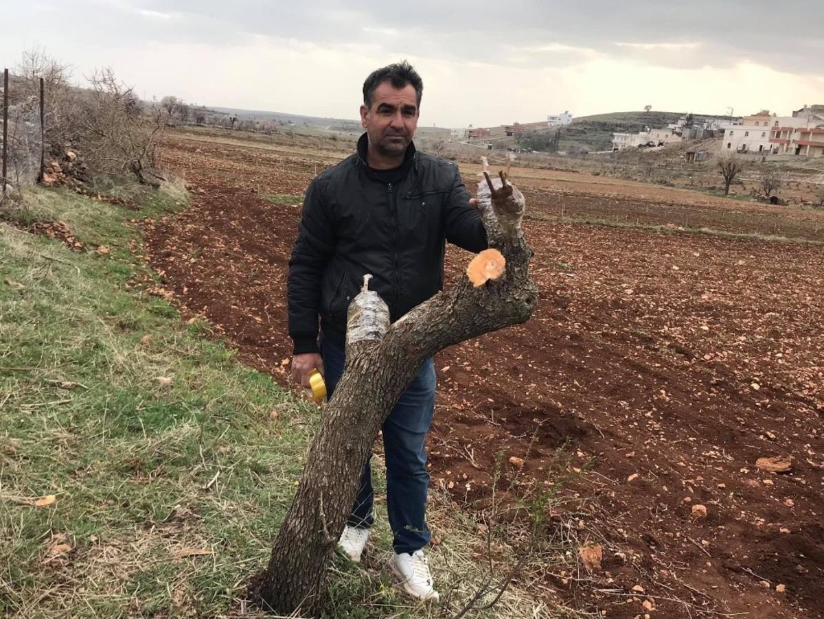 Gerc&uuml;ş&rsquo;te meyve ağa&ccedil;ları aşılanmaya başlandı