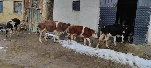 Kaybolan büyükbaş hayvanları jandarma buldu