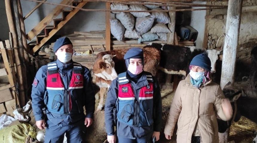 Kaybolan büyükbaş hayvanları jandarma buldu