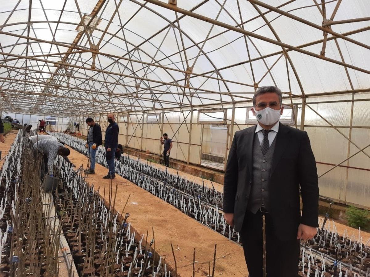 Bing&ouml;l&rsquo;de ilk kez ceviz ve badem aşılı fidan &uuml;retimine ge&ccedil;ildi