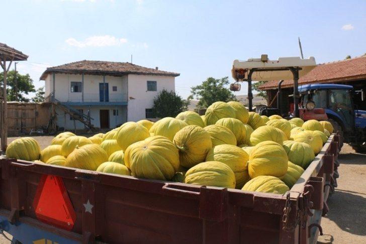 Sungurlu’nun 10 dilim kavunu marka oluyor G2