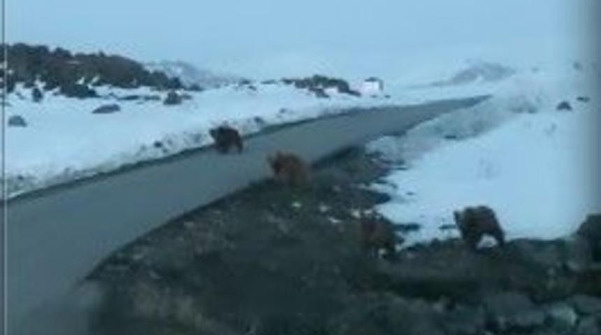 Yola inen 4 ayı korkuttu