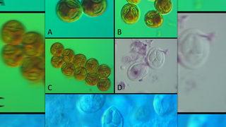 Dünya literatürüne kazandırıldı! Türk bilim insanları yeni bir parazit türü daha keşfetti