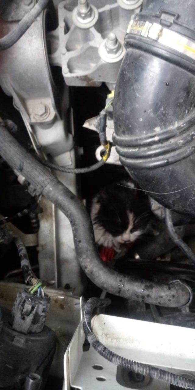 Yavru kedi otomobilin motor kısmına sıkıştı