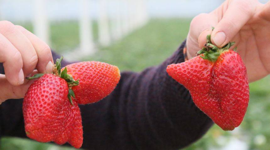 Sıcaklık farkı, çileğin şeklini bozdu! 'Hormon mu kullanılıyor?'