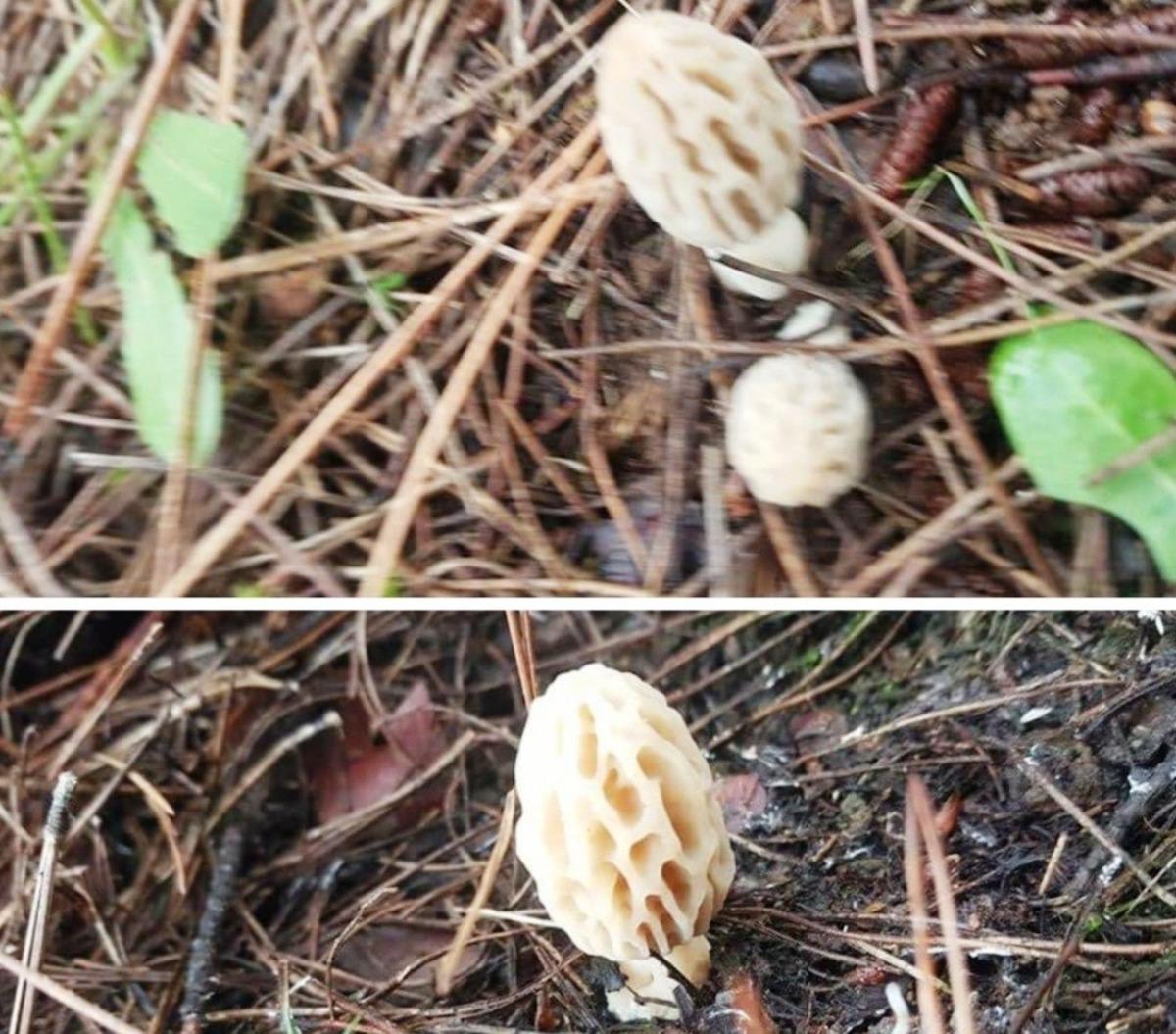 Kilosu 300 liradan satılıyor