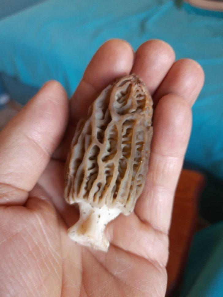 Kilosu 300 liradan satılıyor G3