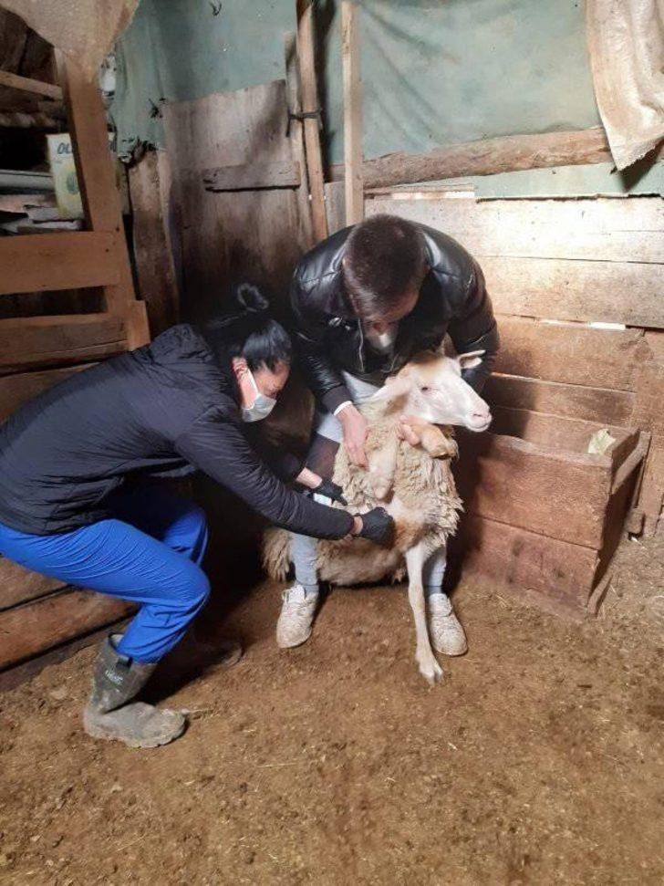 Aslanapa’da kuduz ve çiçek hastalığı aşı çalışmaları G2