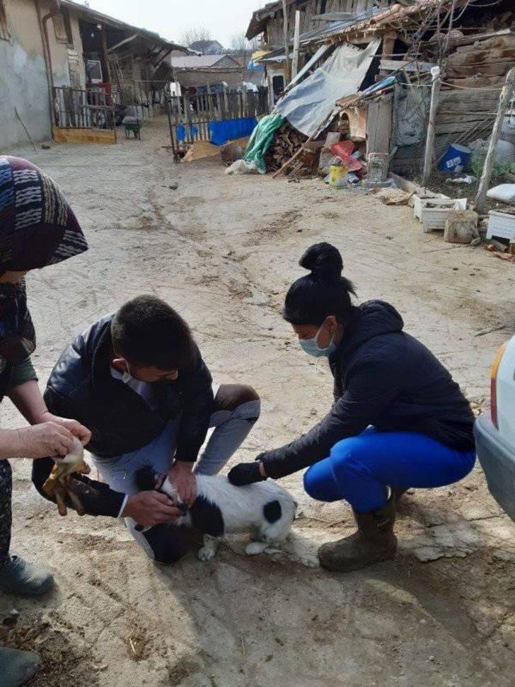 Aslanapa’da kuduz ve çiçek hastalığı aşı çalışmaları G3