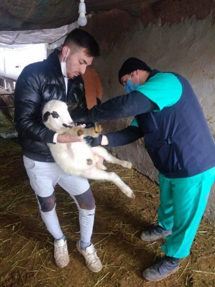 Aslanapa’da kuduz ve çiçek hastalığı aşı çalışmaları G4