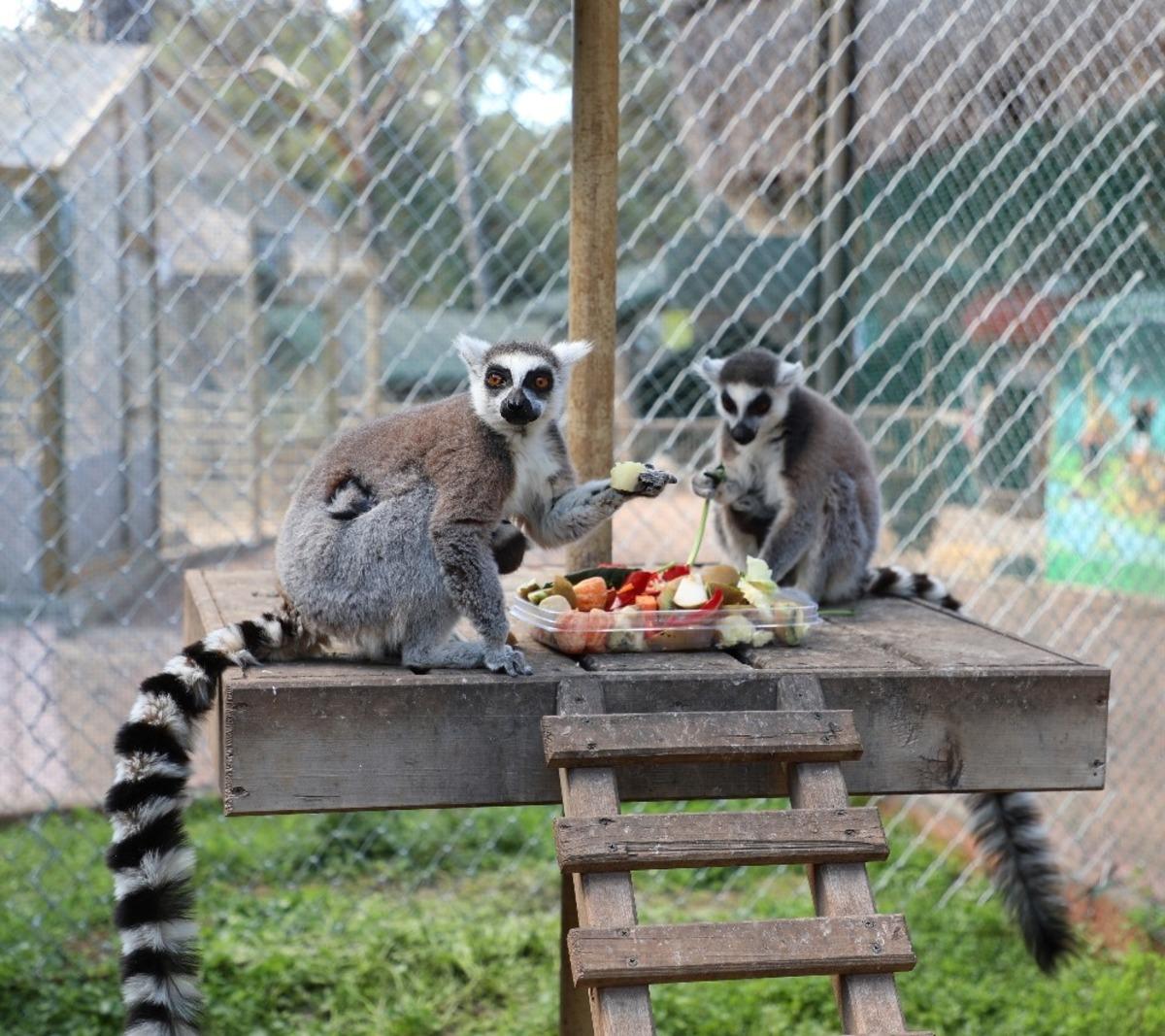 Antalya Hayvanat Bah&ccedil;esi&rsquo;nde yeni yavrular
