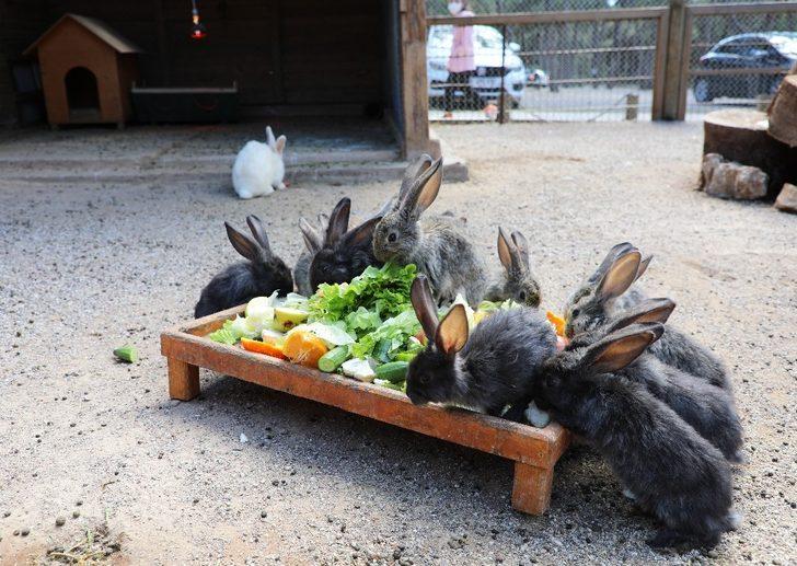 Antalya Hayvanat Bahçesi’nde yeni yavrular G2