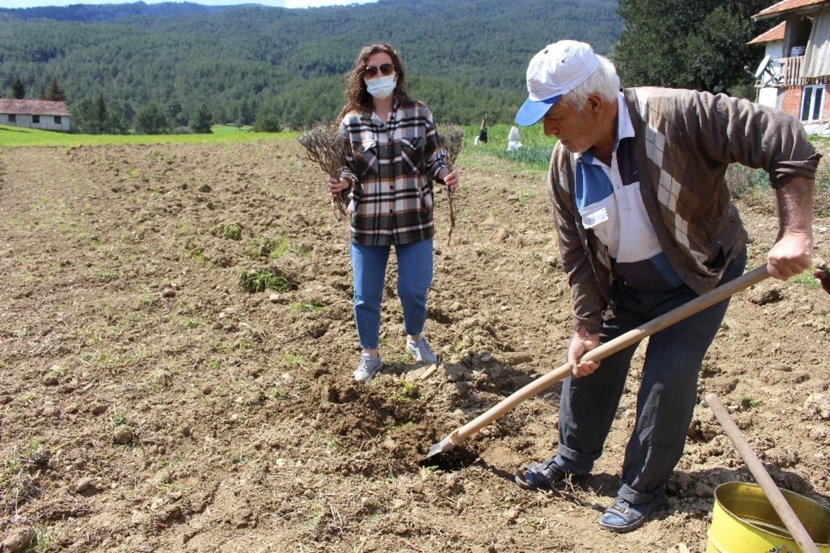 Manavgat&rsquo;ta &uuml;reticilere 3 bin adet lavanta fidesi dağıtıldı