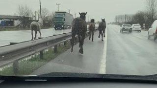 Çiftlikten kaçan atlar D-100 karayolunda dört nala koşturdu