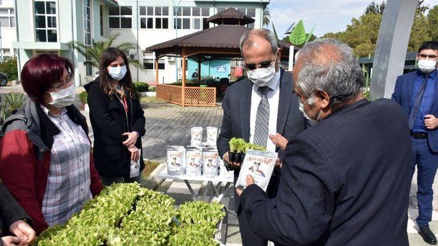 Tarsus Belediyesinden ücretsiz marul fidesi