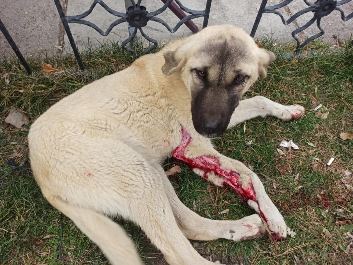 Vicdansız s&uuml;r&uuml;c&uuml; k&ouml;peğe &ccedil;arptı, arkasına bakmadan ka&ccedil;tı