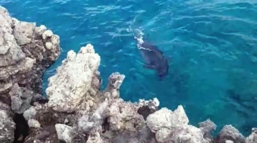 Amatör balıkçılara fok balığı sürprizi