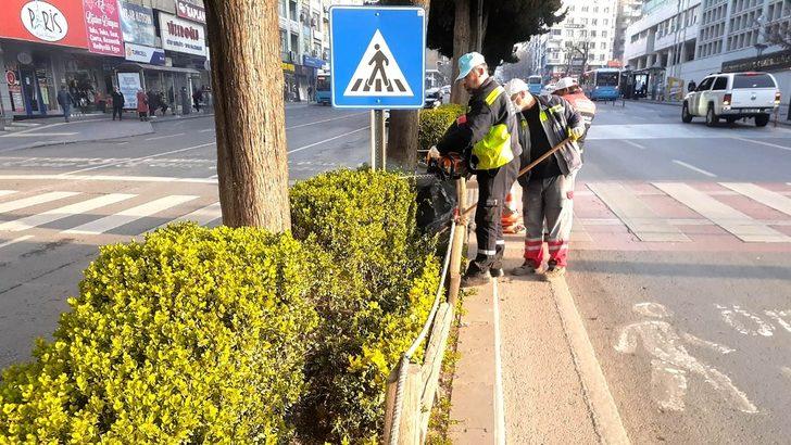 Kahramanmaraş’ta minyatür ağaçlar budanıyor G1