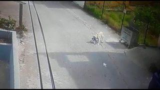 Sokak köpeğin kediye saldırdı! Korkunç anlar kamerada