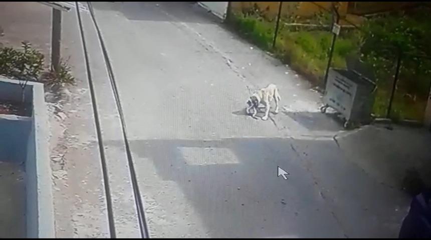 Sokak köpeğin kediye saldırdı! Korkunç anlar kamerada