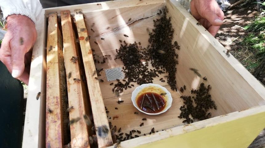 Mevsim şartları ve bilin&ccedil;siz besleme arı &ouml;l&uuml;mlerine neden oldu