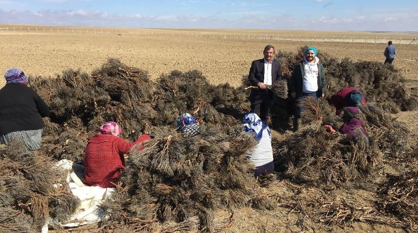 Kulu&rsquo;da lavanta ekimi yapıldı