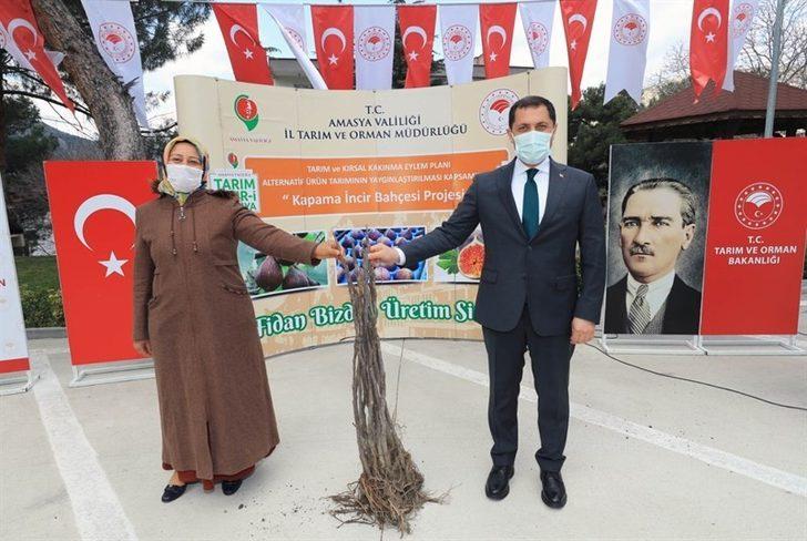 Amasya’da incir, elma ve kiraza alternatif olacak G1