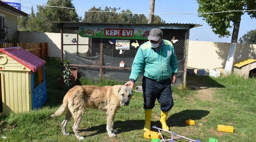 Silahla vurularak yaralanan sokak köpeği sağlığına kavuşturuldu
