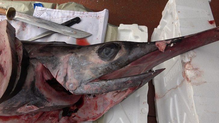 2,5 metre 98 kilogramlık kılıç balığı 1 saatte tükendi G5