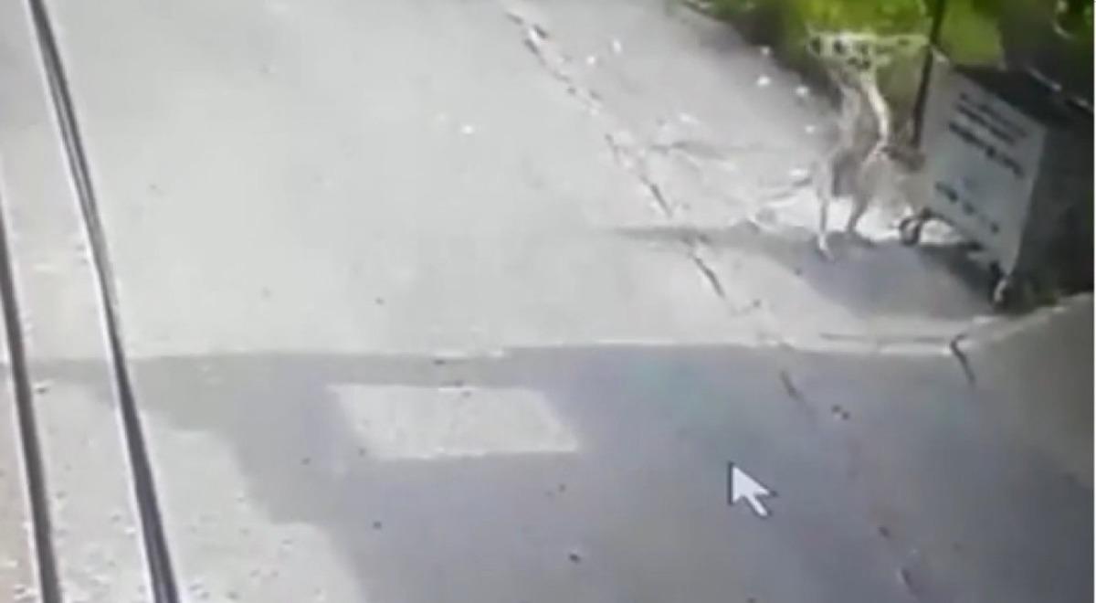 K&ouml;peğin saldırısına uğrayan kedi telef oldu