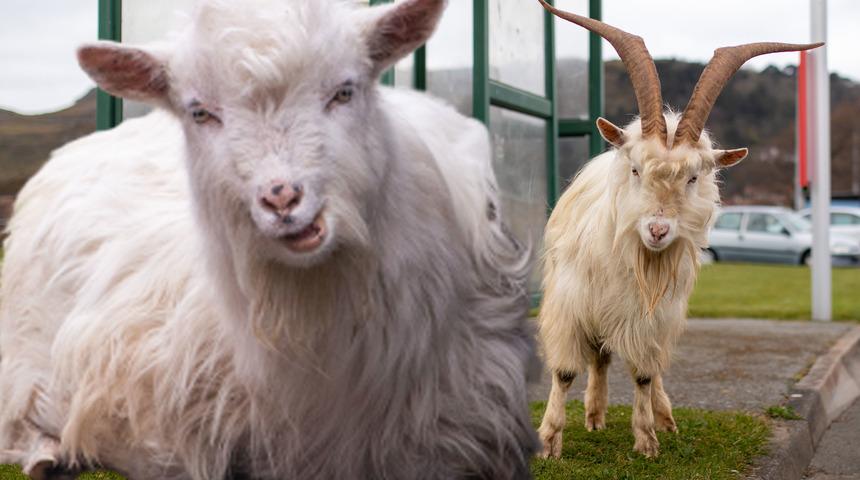 Dağdan sokağa indiler! Sokak sokak dolaşan keçilerin tek derdi çiftleşmek
