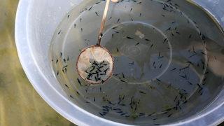 Karides hobisinden yılda 1 milyon Euro gelir hedefliyor