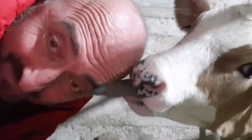 Saçlarını buzağıya yalatan Trabzonlu: 'Saçım çıkmış gibi hissediyorum!'