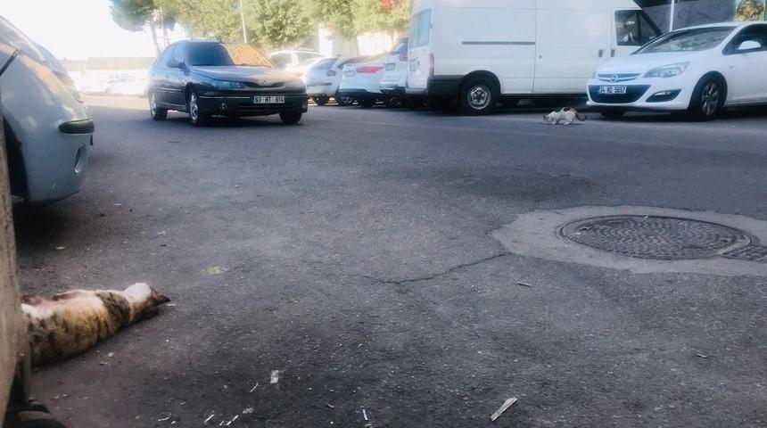 Diyarbakır&rsquo;dan y&uuml;rek yakan g&ouml;r&uuml;nt&uuml;, kediye araba &ccedil;arptı, diğer kedi &ccedil;arpan yerden ayrılmadı