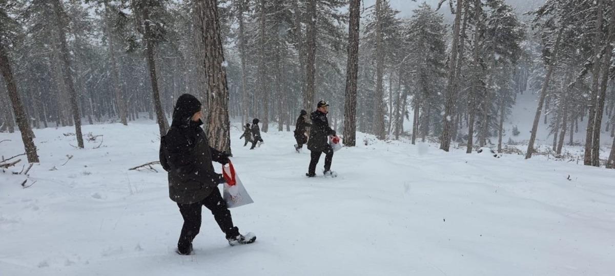 S&uuml;ndiken dağlarındaki kara&ccedil;am ormanlarına tohum takviyesi