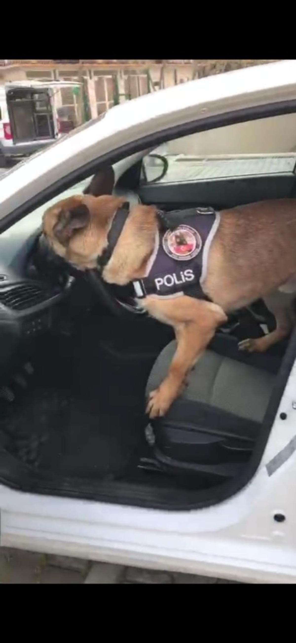 G&ouml;sterge paneline saklanan uyuşturucuyu narkotik k&ouml;peği Artur buldu