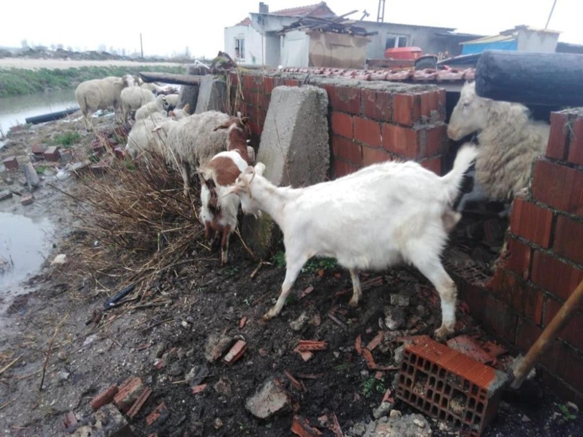 Manisa İtfaiyesi mahsur kalan hayvanların da kurtarıcısı oldu
