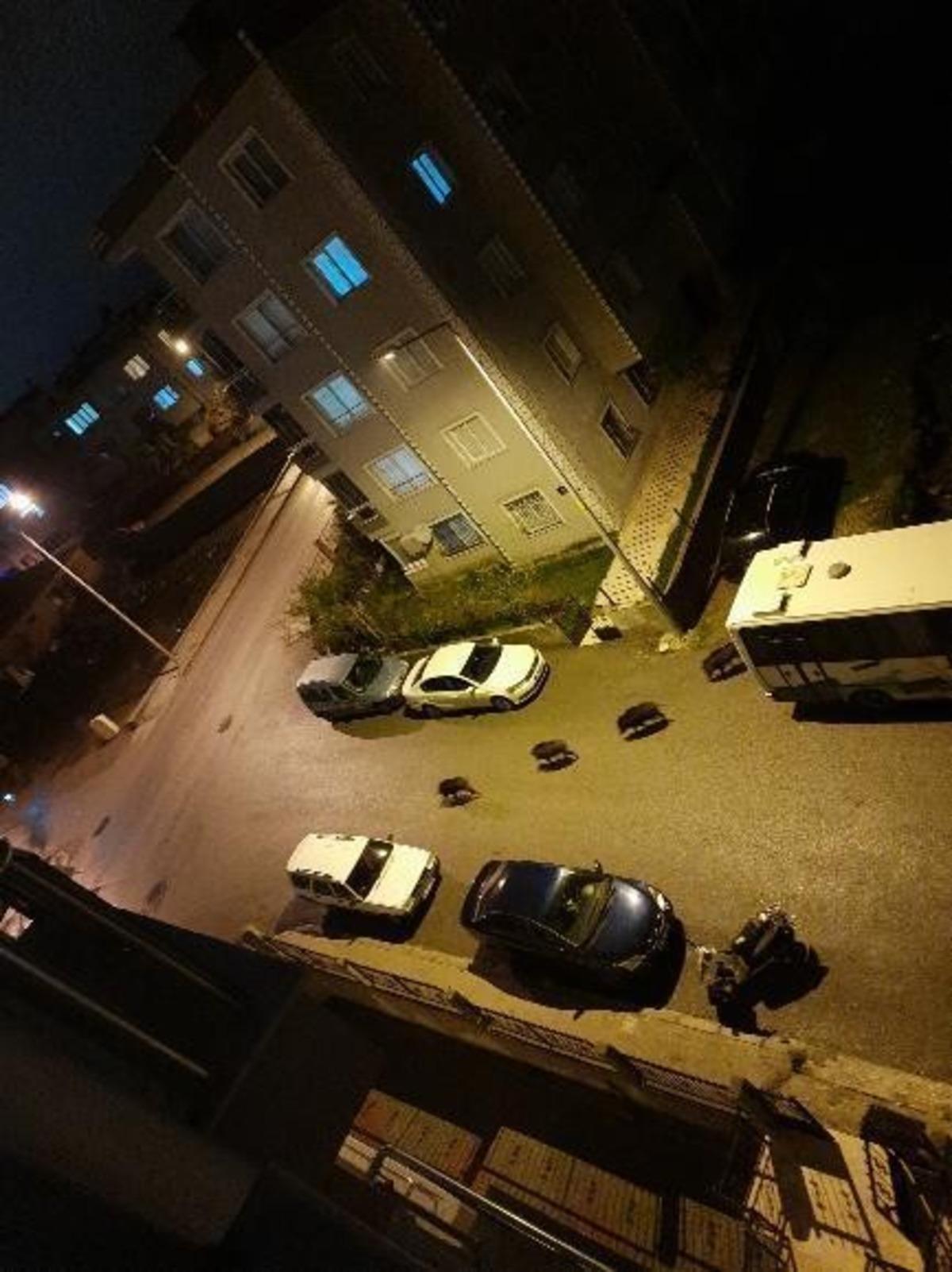 İzmir&rsquo;de a&ccedil; kalan domuz s&uuml;r&uuml;s&uuml; şehre indi