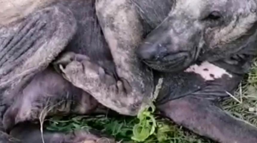 Ölmek üzereyken bulmuşlardı! Sokak köpeğinin son hali şaşırttı