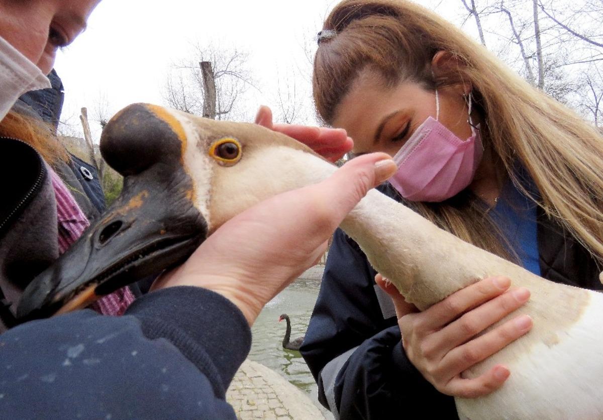 Kuğu ve &ouml;rdekler sağlık taramasından ge&ccedil;ti